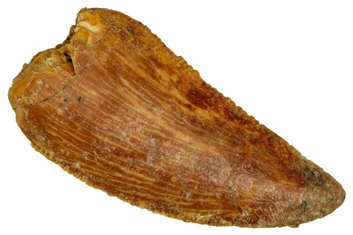 Serrated Raptor Tooth - Real Dinosaur Tooth #332894